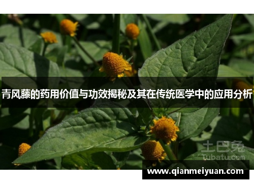 青风藤的药用价值与功效揭秘及其在传统医学中的应用分析